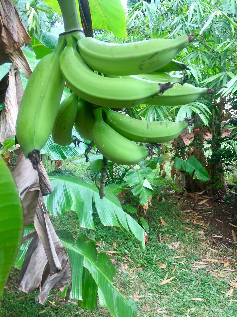 Plantain